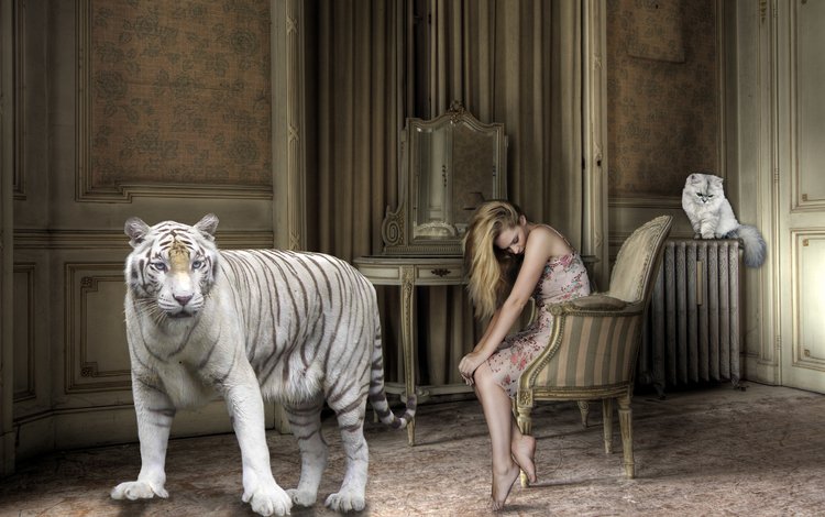 тигр, босиком, девушка, большой кот, кошка, батарея, комната, креатив, волосы, кресло, белый тигр, tiger, barefoot, girl, big cat, cat, battery, room, creative, hair, chair, white tiger