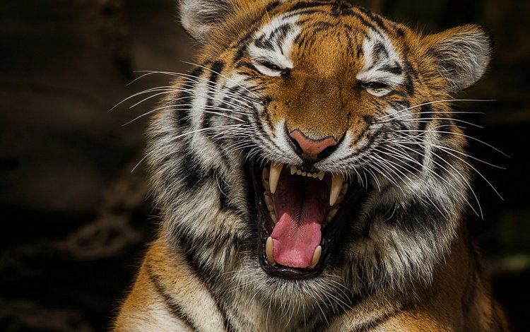 тигр, морда, клыки, хищник, большая кошка, язык, пасть, tiger, face, fangs, predator, big cat, language, mouth