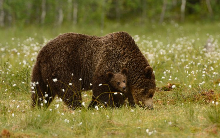 трава, природа, животные, хищники, медведи, детеныш, медвежонок, медведица, harry eggens, grass, nature, animals, predators, bears, cub, bear