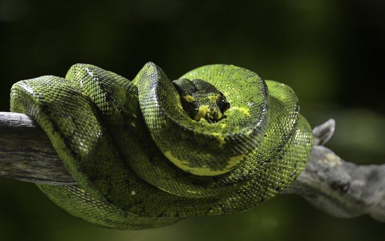 природа, змея, питон, рептилия, пресмыкающиеся, зеленый питон, древесный питон, nature, snake, python, reptile, reptiles