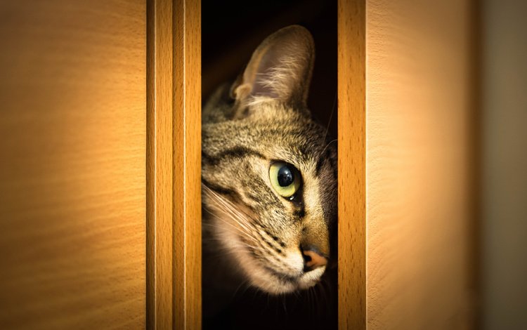 кот, мордочка, усы, кошка, взгляд, животное, шкаф, дверца, cat, muzzle, mustache, look, animal, wardrobe, door