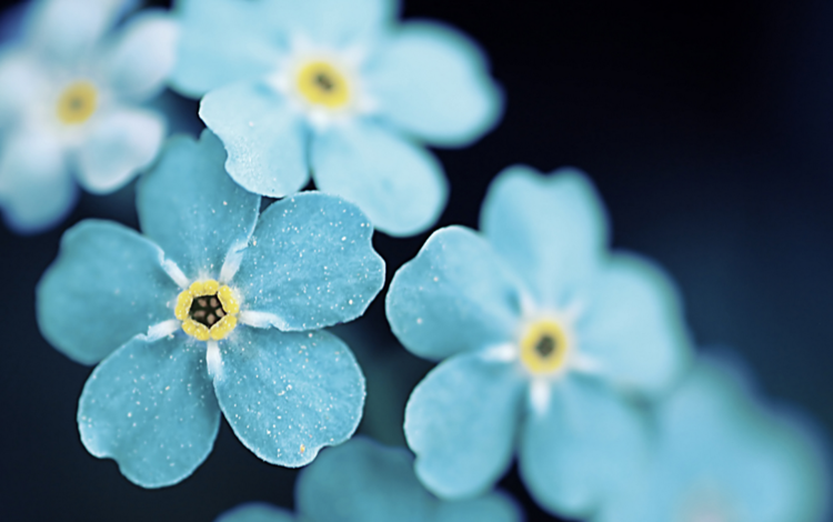 цветы, макро, лепестки, незабудки, голубые цветы, flowers, macro, petals, forget-me-nots, blue flowers
