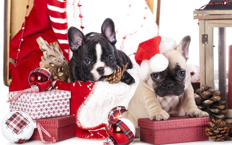 новый год, год, елка, французский бульдог, подарки, щенки, рождество, шишки, елочные украшения, собаки, new year, year, tree, french bulldog, gifts, puppies, christmas, bumps, christmas decorations, dogs