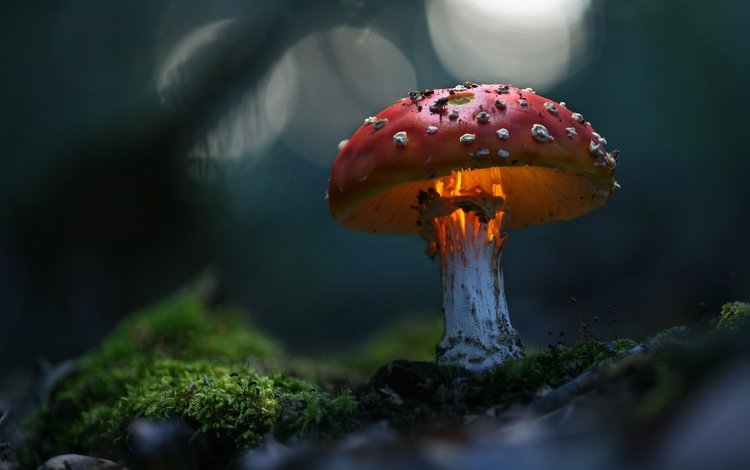 зелень, макро, гриб, волшебно, greens, macro, mushroom, magically