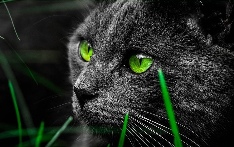 глаза, животные, кот, взгляд, зеленые, eyes, animals, cat, look, green