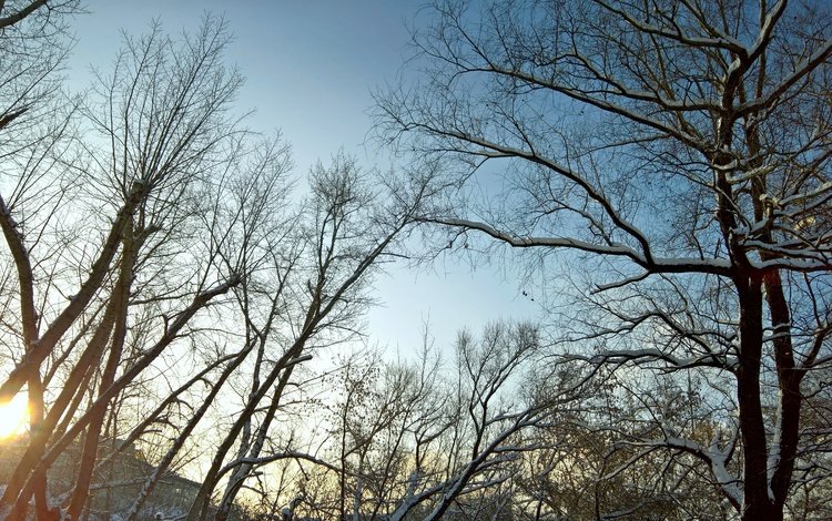 небо, деревья, солнце, снег, природа, зима, утро, ветви, the sky, trees, the sun, snow, nature, winter, morning, branch