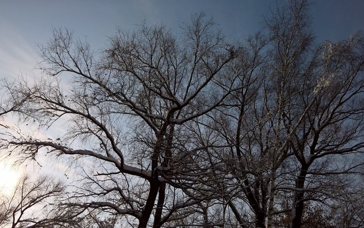 небо, облака, деревья, снег, зима, ветки, день, the sky, clouds, trees, snow, winter, branches, day