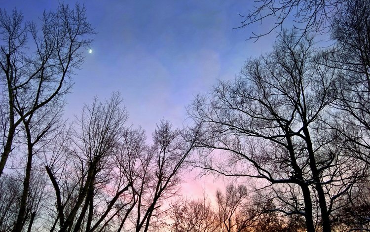 деревья, вечер, природа, закат, ветви, луна, trees, the evening, nature, sunset, branch, the moon