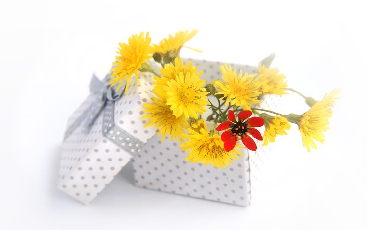 цветы, букет, подарок, коробка, flowers, bouquet, gift, box