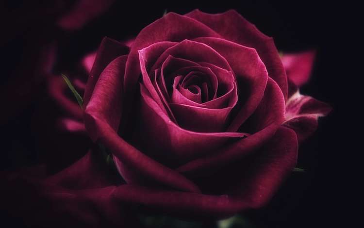 роза, rose