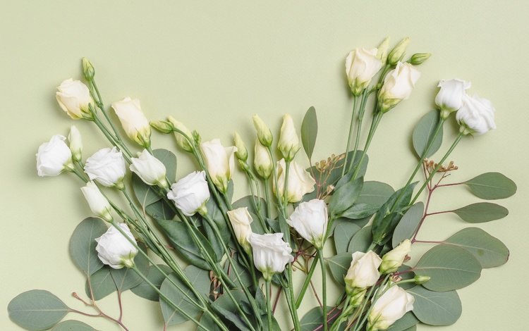 цветы, фон, букет, эустома, лизиантус, flowers, background, bouquet, eustoma