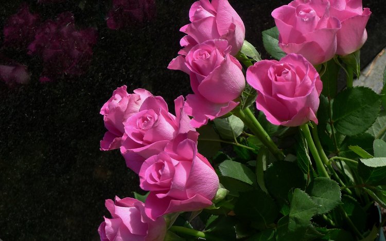 цветы, бутоны, розы, лепестки, розовый, куст, flowers, buds, roses, petals, pink, bush