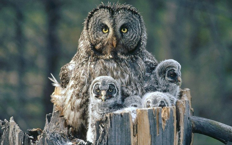 глаза, птенцы, сова, взгляд, птицы, хищник, клюв, перья, пень, eyes, chicks, owl, look, birds, predator, beak, feathers, stump