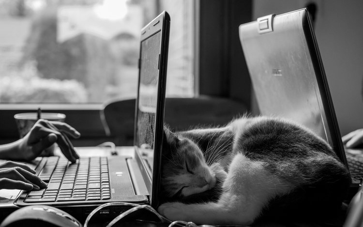 кот, кошка, чёрно-белое, сон, котенок, руки, ноутбук, cat, black and white, sleep, kitty, hands, laptop