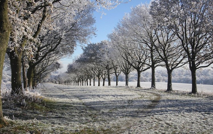 деревья, снег, природа, зима, иней, аллея, trees, snow, nature, winter, frost, alley