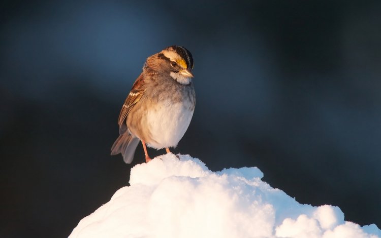 снег, птица, клюв, воробей, перья, snow, bird, beak, sparrow, feathers
