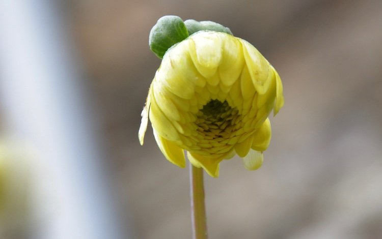 желтый, цветок, лепестки, бутон, георгин, yellow, flower, petals, bud, dahlia