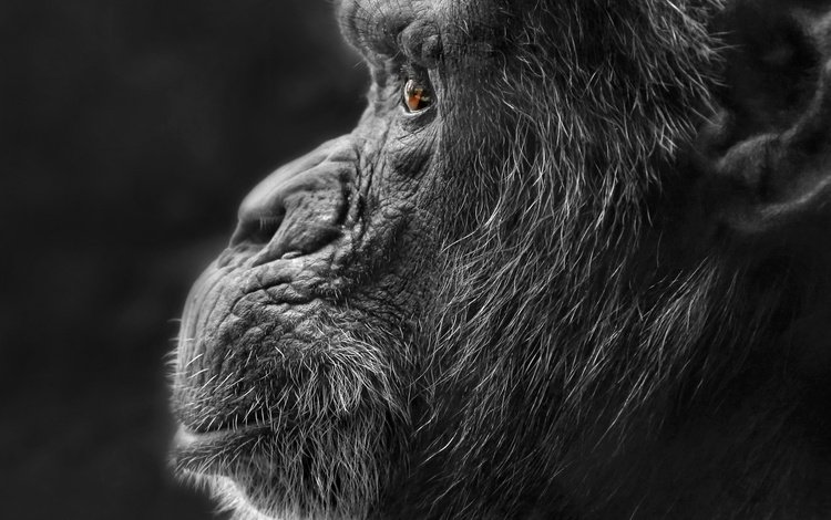 природа, фон, чёрно-белое, профиль, обезьяна, горилла, nature, background, black and white, profile, monkey, gorilla