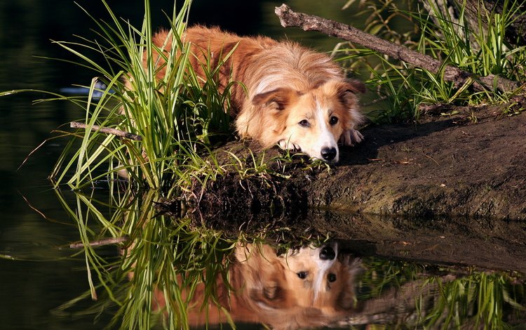 трава, вода, отражение, мордочка, взгляд, собака, золотистый ретривер, grass, water, reflection, muzzle, look, dog, golden retriever