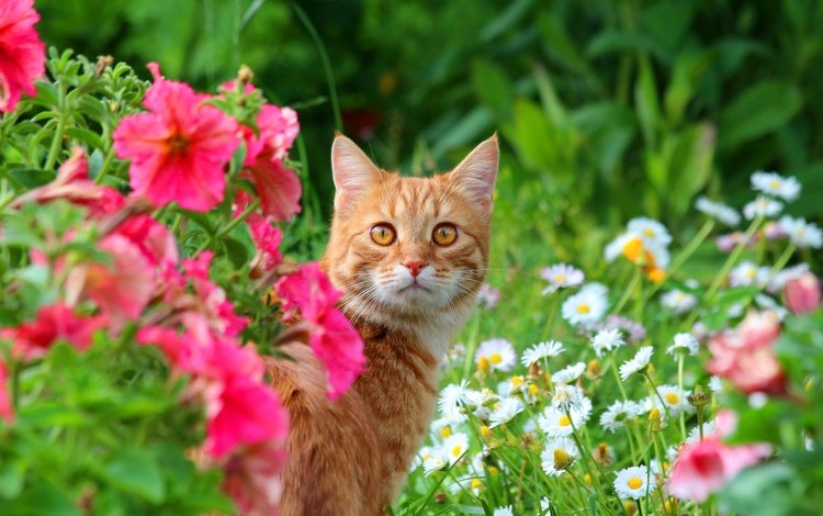 цветы, кот, мордочка, кошка, взгляд, луг, животное, flowers, cat, muzzle, look, meadow, animal