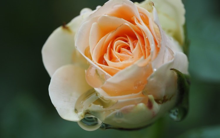 цветок, капли, роза, лепестки, крупным планом, flower, drops, rose, petals, closeup