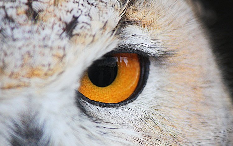 сова, взгляд, птица, крупным планом, желтые глаза, owl, look, bird, closeup, yellow eyes