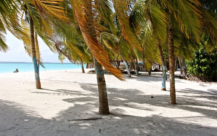 берег, море, песок, пляж, лето, пальмы, отдых, тропики, shore, sea, sand, beach, summer, palm trees, stay, tropics