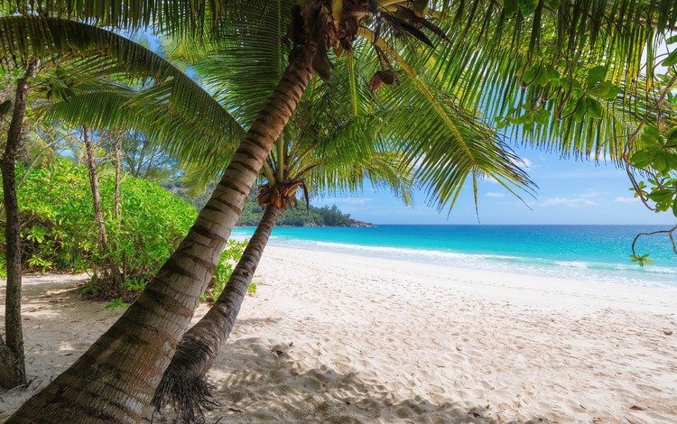 берег, море, песок, пляж, лето, пальмы, тропики, shore, sea, sand, beach, summer, palm trees, tropics