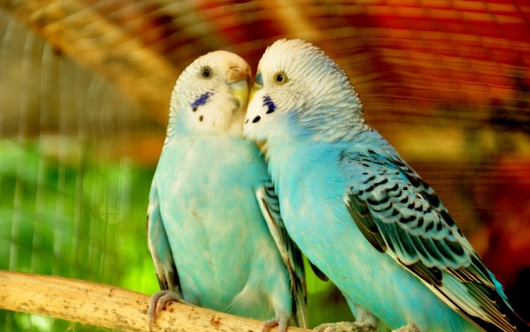 птицы, любовь, пара, попугаи, волнистый попугай, birds, love, pair, parrots, wavy parrot