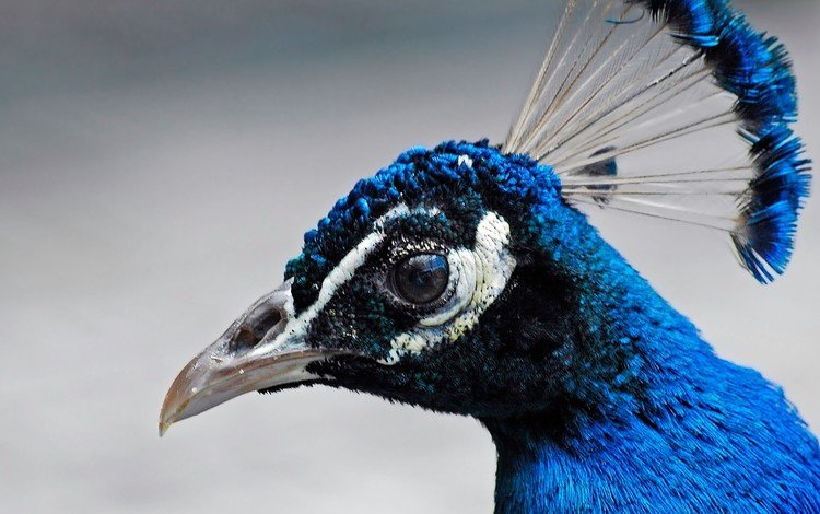 птица, клюв, павлин, перья, голова, bird, beak, peacock, feathers, head