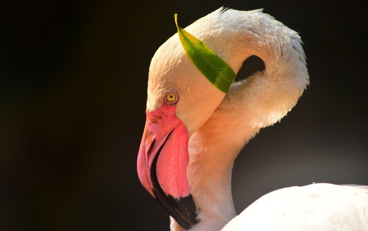 морда, фламинго, птица, клюв, черный фон, шея, face, flamingo, bird, beak, black background, neck