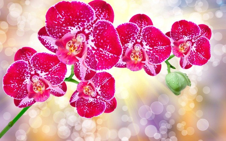 цветы, лепестки, блики, орхидеи, flowers, petals, glare, orchids