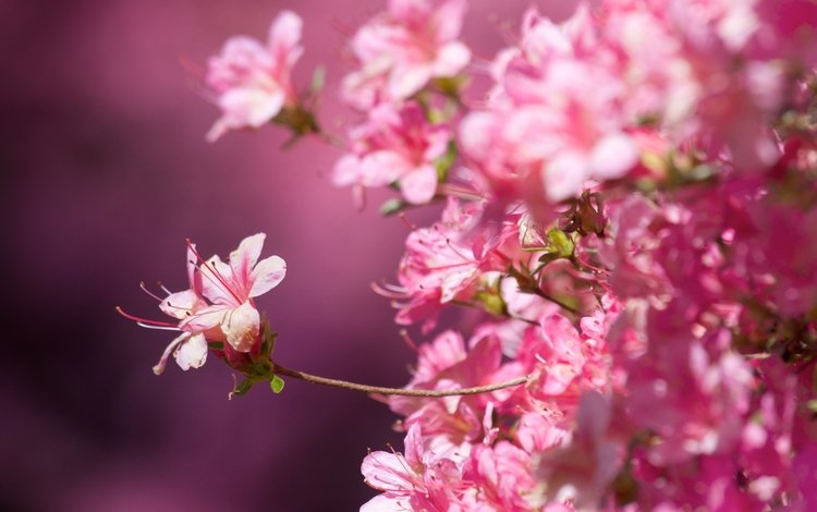 цветение, макро, фон, весна, сакура, розовые цветы, крупный план, flowering, macro, background, spring, sakura, pink flowers, close-up