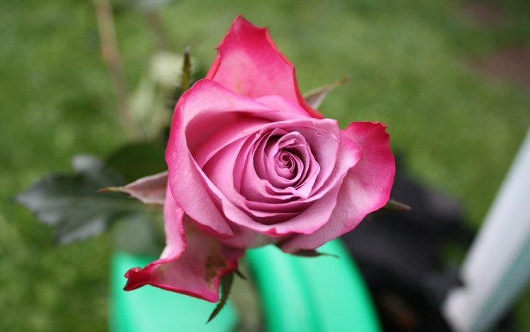 цветок, вид сверху, роза, лепестки, бутон, flower, the view from the top, rose, petals, bud