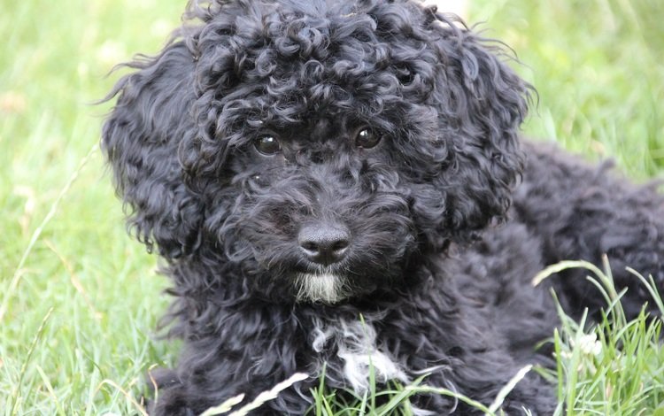 трава, мордочка, взгляд, пушистый, черный, собака, щенок, пудель, grass, muzzle, look, fluffy, black, dog, puppy, poodle