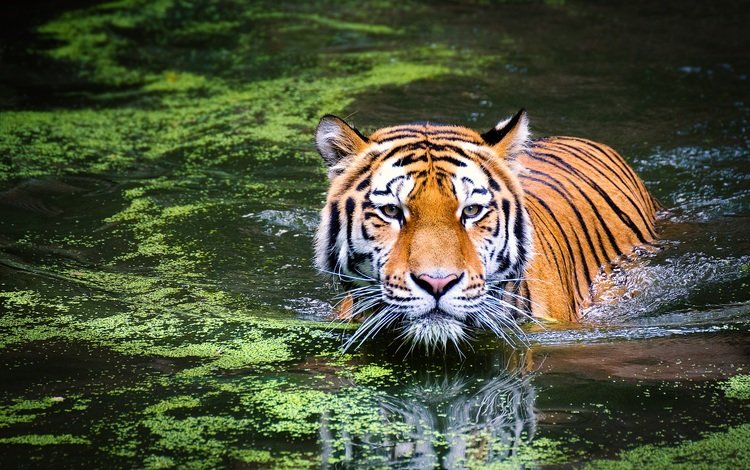 тигр, морда, озеро, отражение, взгляд, хищник, большая кошка, животное, tiger, face, lake, reflection, look, predator, big cat, animal