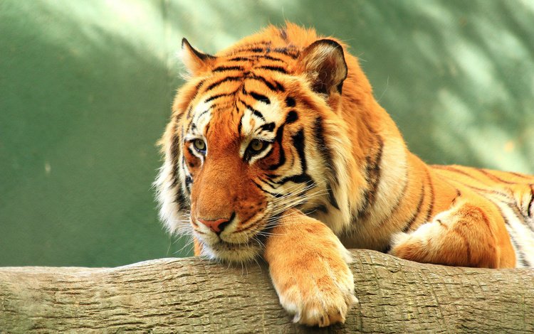 тигр, морда, взгляд, хищник, дикая природа, дикая кошка, tiger, face, look, predator, wildlife, wild cat