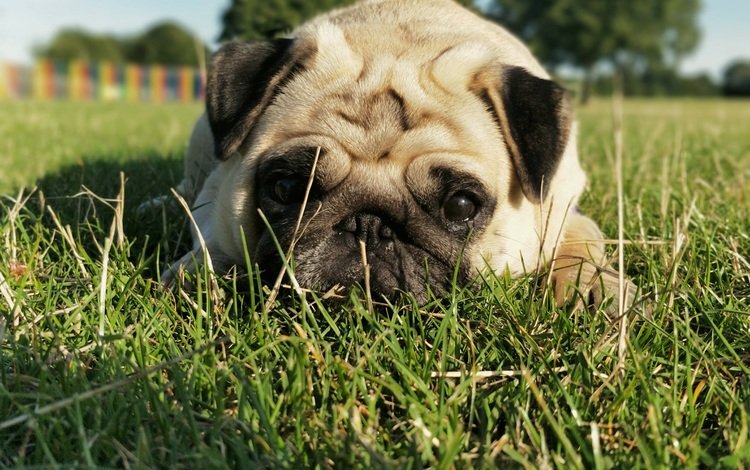 трава, мордочка, взгляд, собака, мопс, grass, muzzle, look, dog, pug