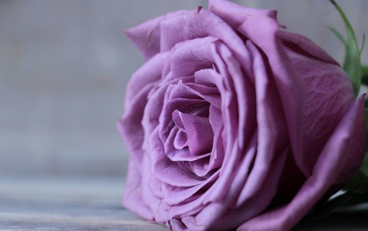 цветок, роза, лепестки, бутон, крупным планом, flower, rose, petals, bud, closeup