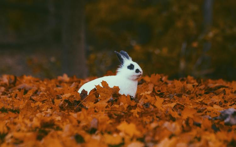 листья, листва, осень, кролик, животное, уши, leaves, foliage, autumn, rabbit, animal, ears