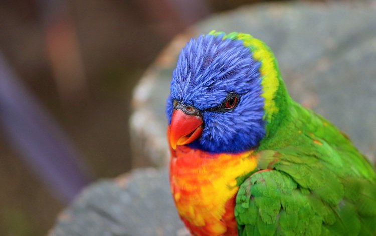 птица, клюв, перья, попугай, радужный лорикет, bird, beak, feathers, parrot, rainbow lorikeet