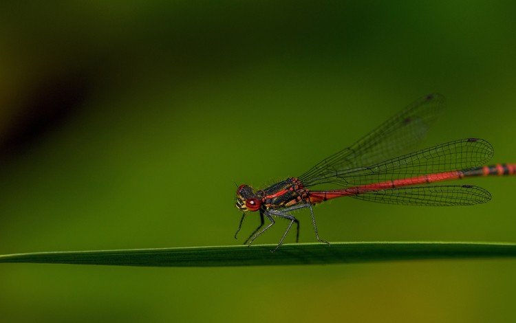 насекомое, крылья, стрекоза, травинка, insect, wings, dragonfly, a blade of grass