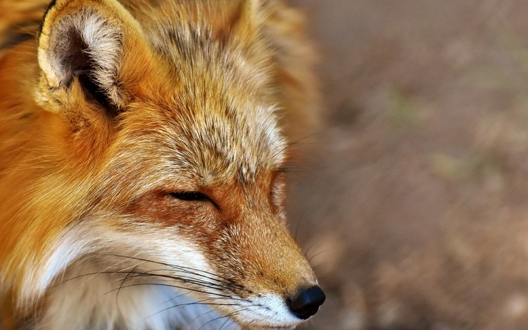 морда, сон, лиса, хищник, лисица, закрытые глаза, face, sleep, fox, predator, closed eyes