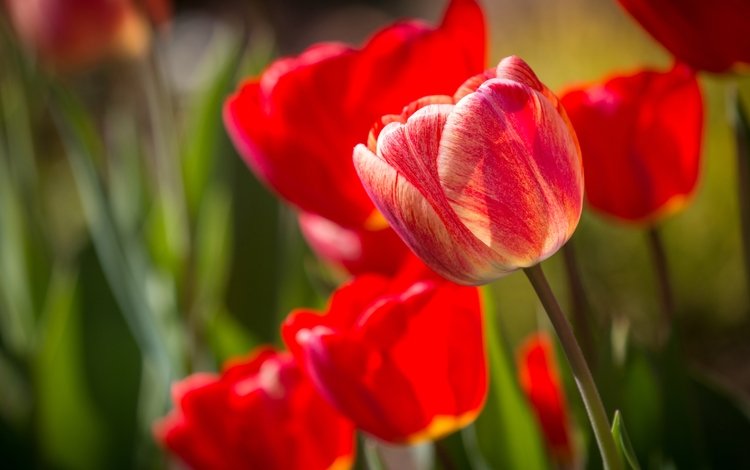 цветы, бутоны, лепестки, красные, тюльпаны, крупный план, flowers, buds, petals, red, tulips, close-up