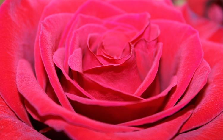 цветок, роза, лепестки, бутон, крупным планом, flower, rose, petals, bud, closeup