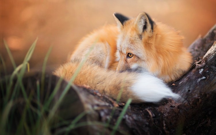 лиса, хищник, лисица, животное, хвост, fox, predator, animal, tail
