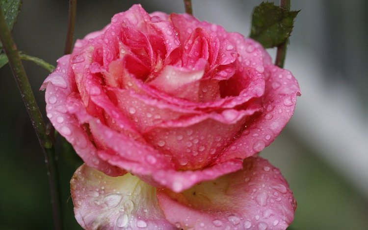 цветок, роза, лепестки, капли воды, крупным планом, flower, rose, petals, water drops, closeup