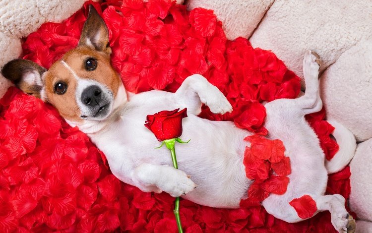 цветок, мордочка, роза, лепестки, взгляд, собака, юмор, джек-рассел-терьер, flower, muzzle, rose, petals, look, dog, humor, jack russell terrier