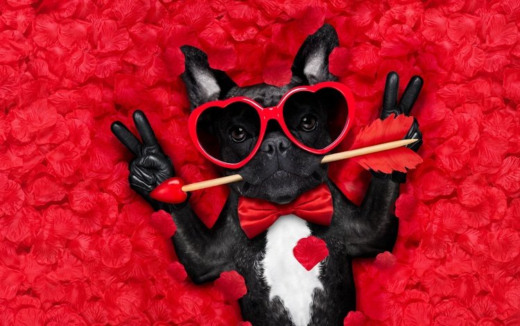 мордочка, стрела, роза, юмор, лепестки, французский бульдог, взгляд, очки, собака, сердце, любовь, muzzle, arrow, rose, humor, petals, french bulldog, look, glasses, dog, heart, love