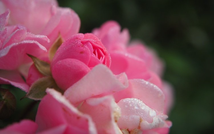 цветы, розы, лепестки, розовые, капли воды, flowers, roses, petals, pink, water drops